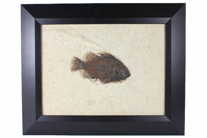 Framed Fossil Fish (Priscacara) - Wyoming #122644